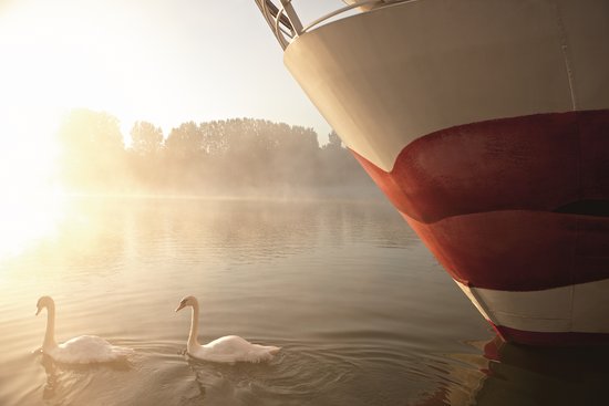 Two swans swim in front of the bow of an A-ROSA ship on the misty river in the early morning, as the sun rises on the horizon and bathes the water in gentle light.