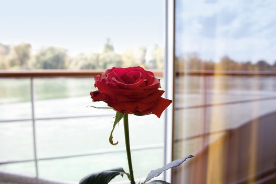 Close-up of a red rose as decoration on a cabin of a river cruise ship from the A-ROSA fleet with an open balcony and railing overlooking the Danube in the background.